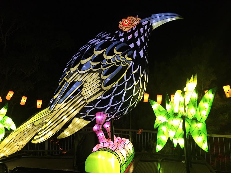 Vivid Sydney at Taronga Zoo - The Best Vivid Experience