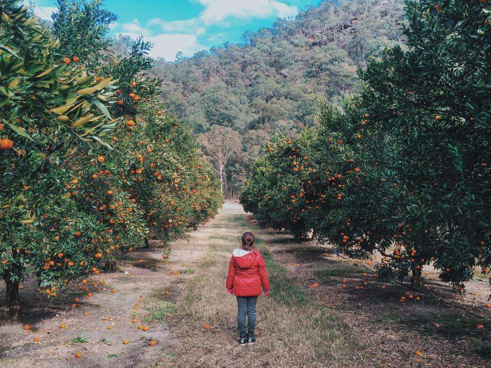 Watkins Family Farm : Pick Your Own Mandarins A Short Trip From Sydney