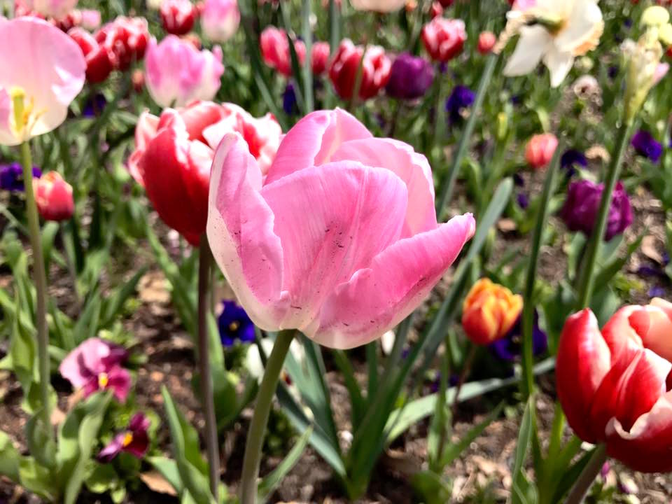 Floriade Canberra : More Than Just A Big Flower Festival