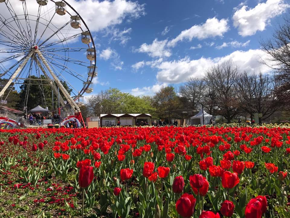 best time to visit canberra floriade