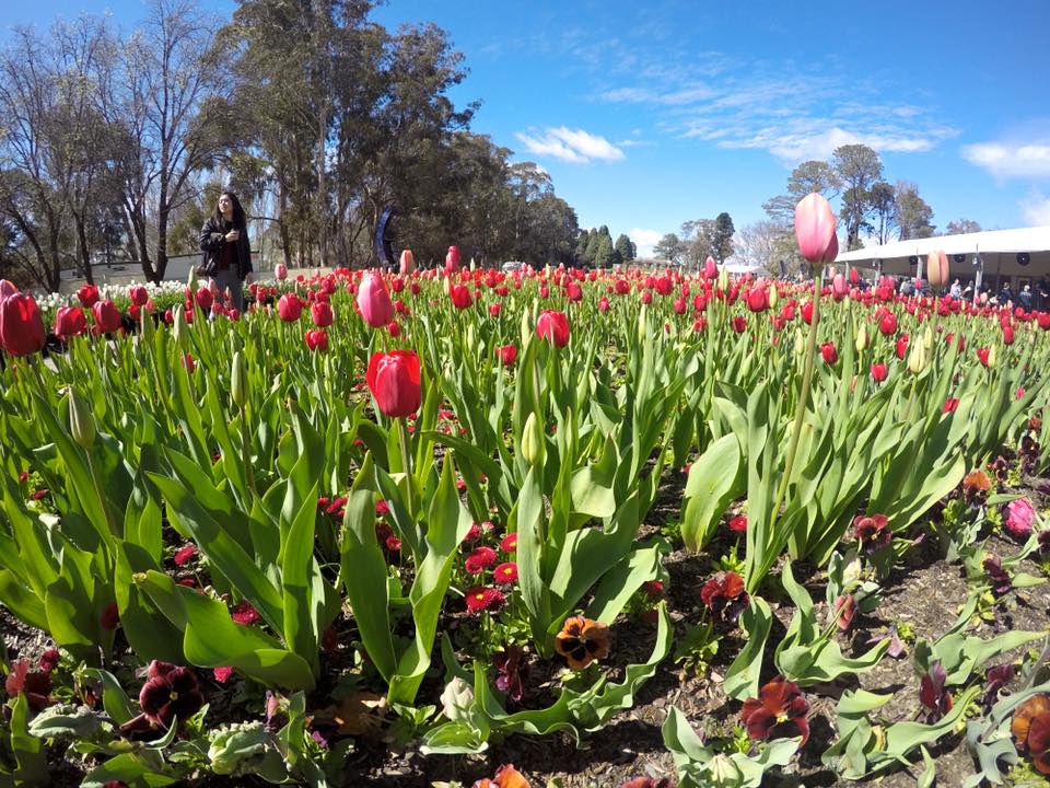 Floriade Canberra : More Than Just A Big Flower Festival