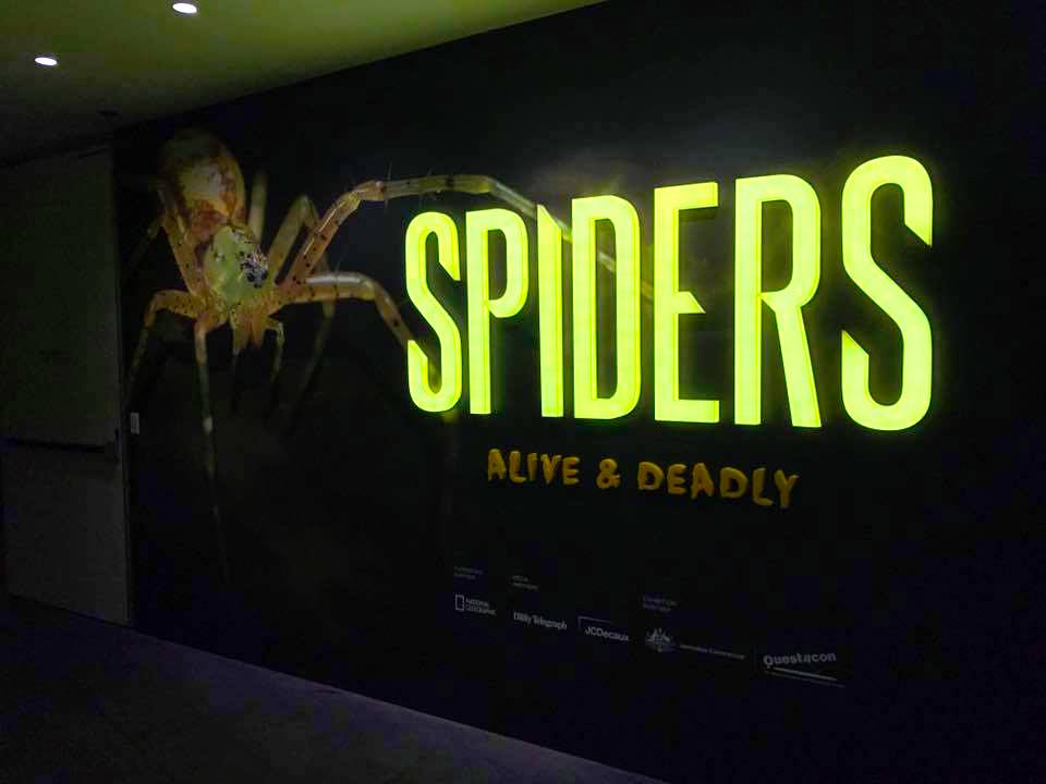 Spiders : Alive and Deadly - Learning About Arachnids at the Australian Museum