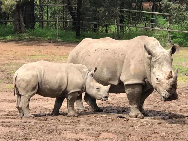 Visiting Taronga Western Plains Zoo Dubbo - The Kid Bucket List