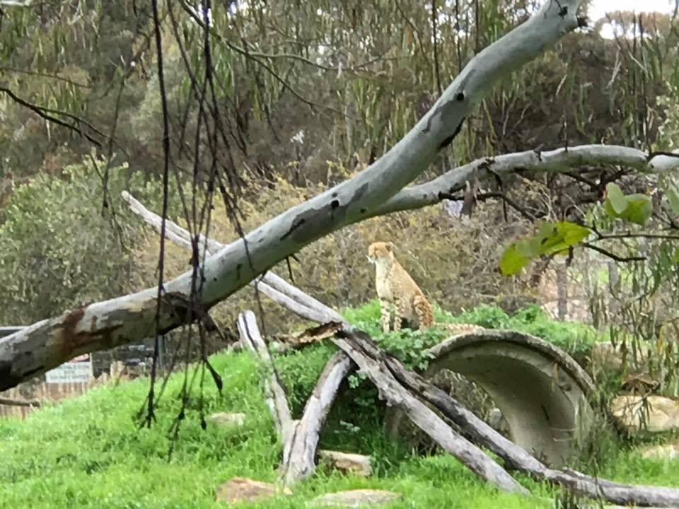 western plains zoo valentines day