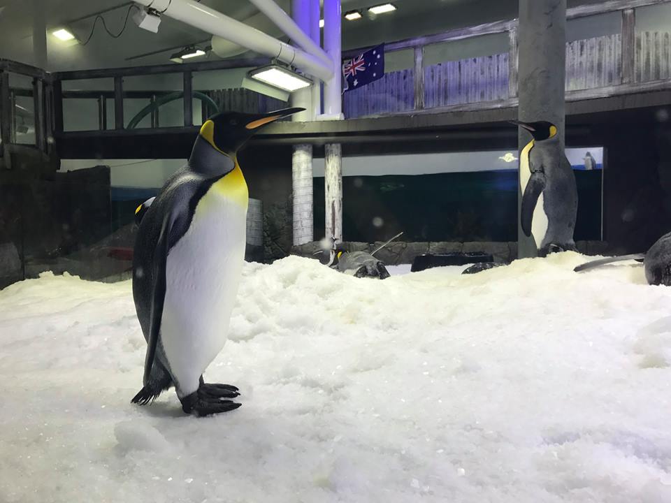 SEA LIFE Sydney Aquarium Penguin Expedition : An Immersive Ride-Through Adventure