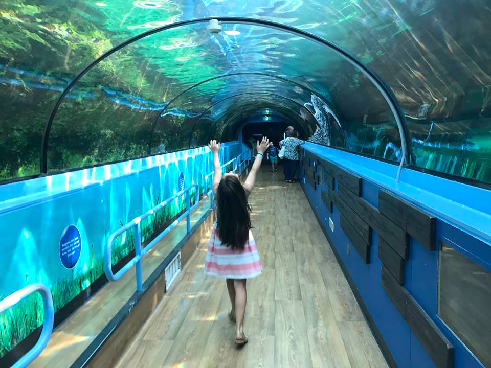 big city adventure sydney aquarium help