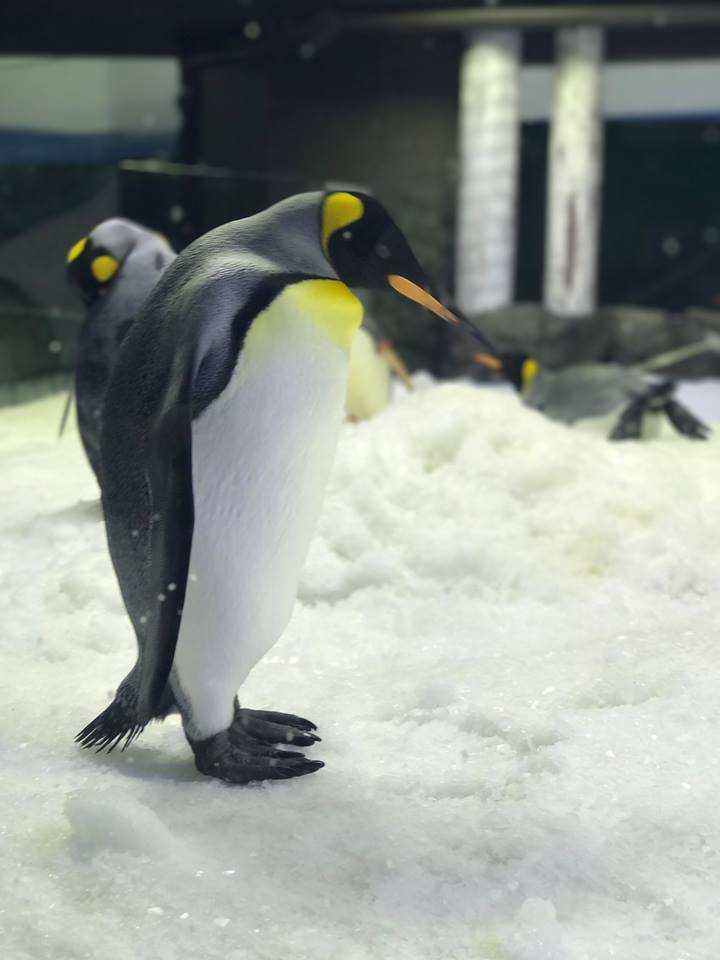 SEA LIFE Sydney Aquarium Penguin Expedition : An Immersive Ride-Through Adventure