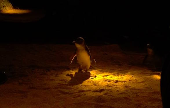 Low Head Penguin Tours With Kids