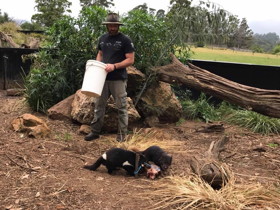 Trowunna Wildlife Park : Up Close with A Tasmanian Devil