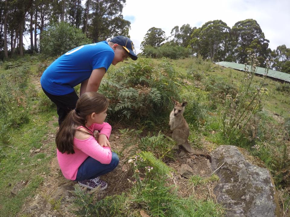 Trowunna Wildlife Park : Up Close with A Tasmanian Devil