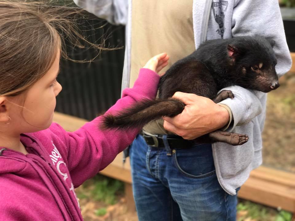 Trowunna Wildlife Park : Up Close with A Tasmanian Devil