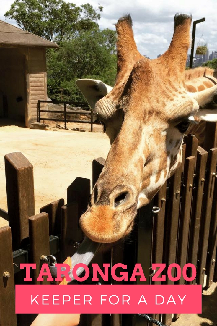 Taronga Zoo Keeper For A Day Program
