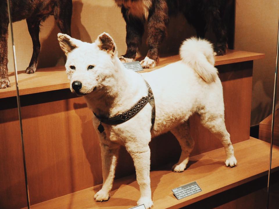 Hachiko : The Akita Who Waited Every Day - The Kid Bucket List