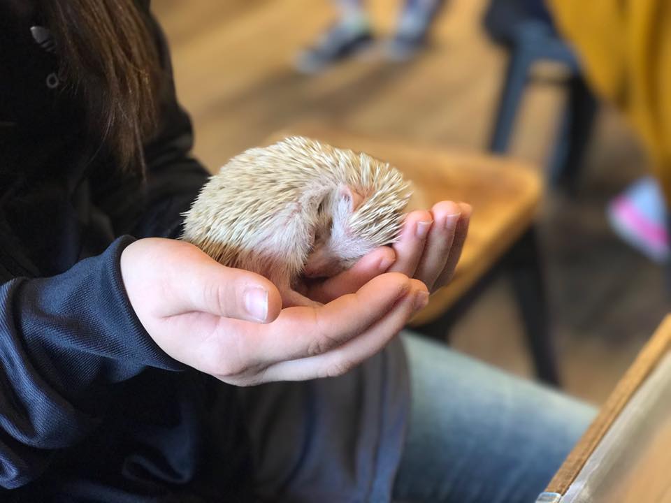 Harry Hedgehog Cafe Harajuku