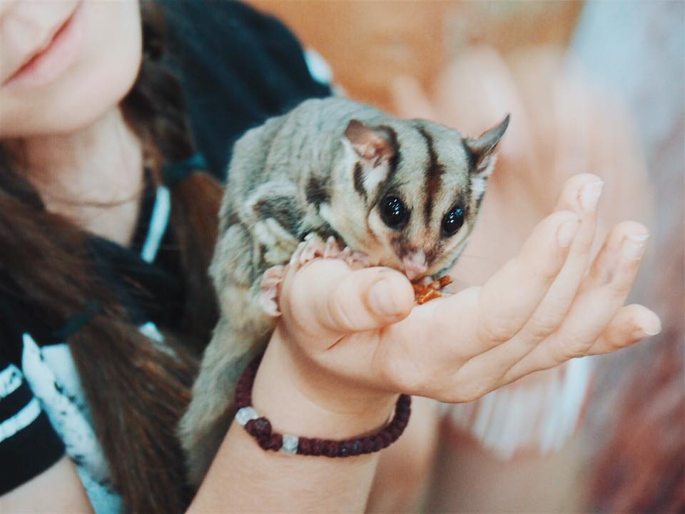 Featherdale Wildlife Park : A Private Animal Encounters Experience