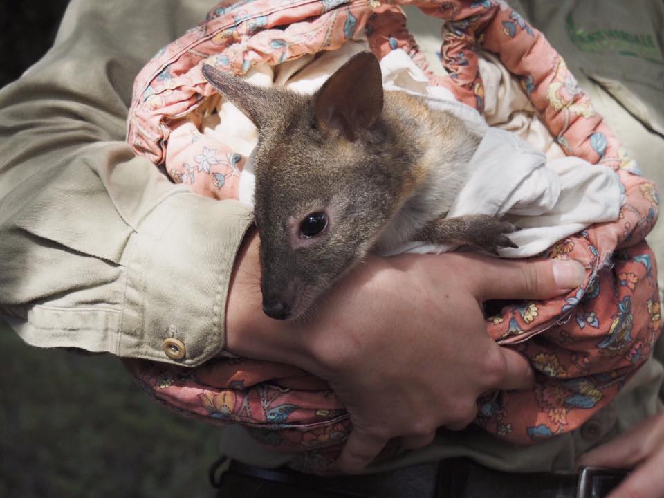 Featherdale Wildlife Park : A Private Animal Encounters Experience