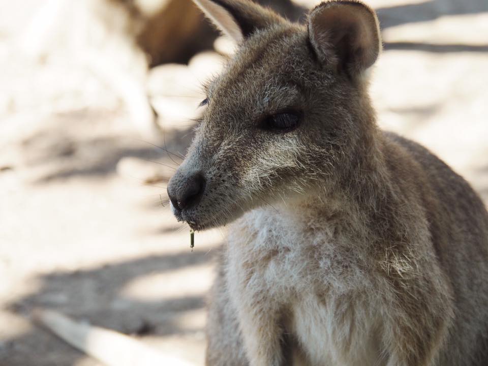 Featherdale Wildlife Park : A Private Animal Encounters Experience