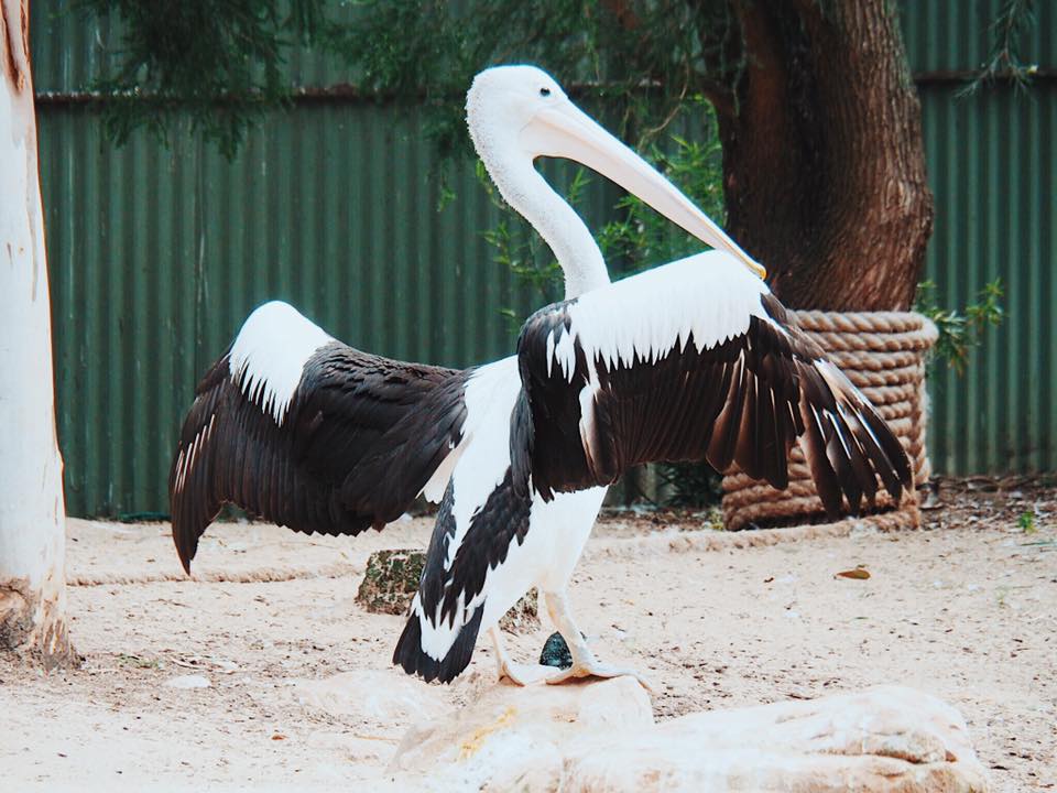 Featherdale Wildlife Park : A Private Animal Encounters Experience