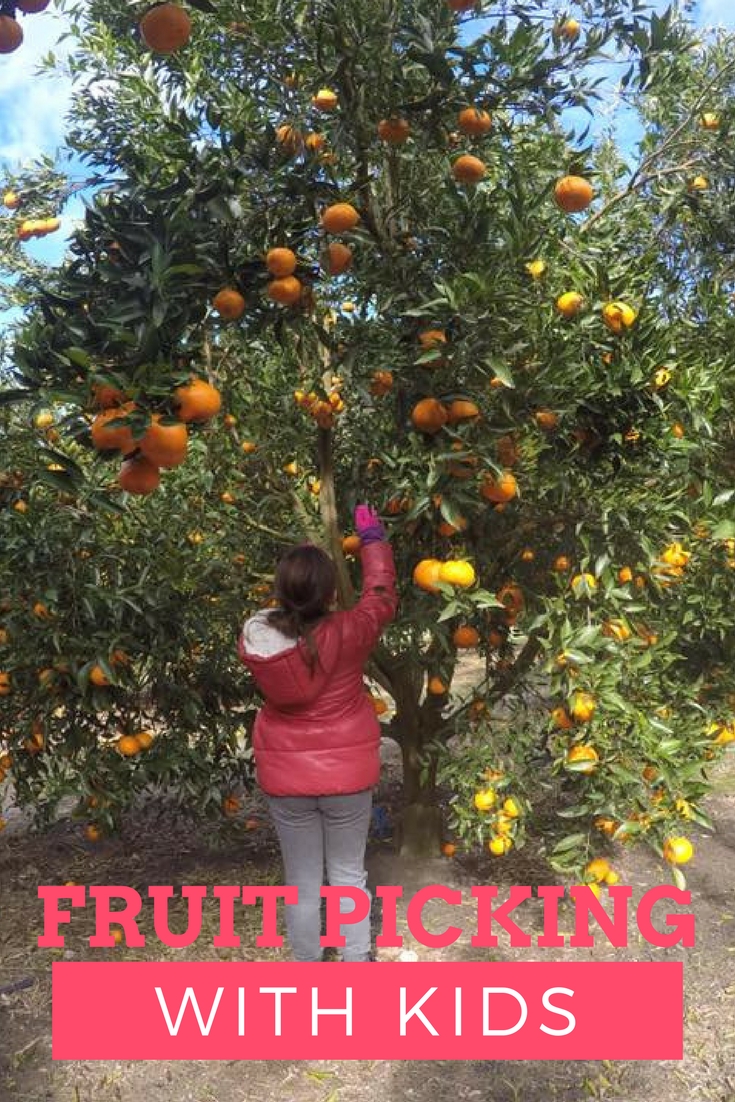 Fruit Picking With Kids : Where To Go Near Sydney