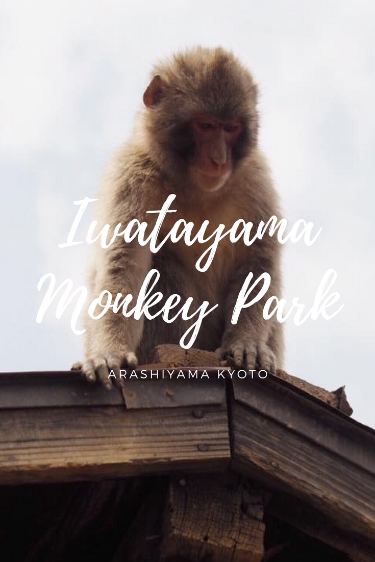 Iwatayama Monkey Park in Arashiyama Kyoto