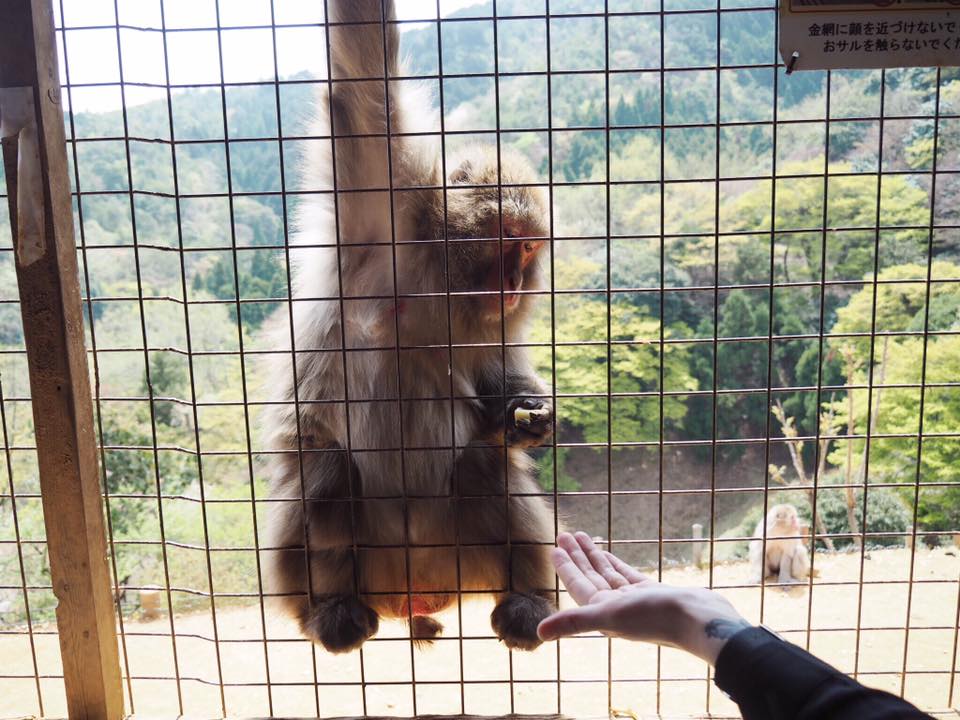 Visiting Iwatayama Monkey Park in Arashiyama Kyoto