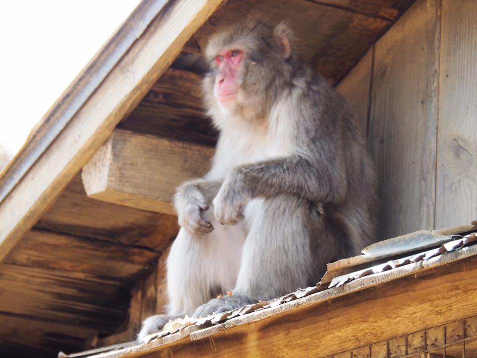 Visiting Iwatayama Monkey Park in Arashiyama Kyoto