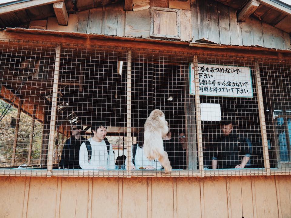 Visiting Iwatayama Monkey Park in Arashiyama Kyoto