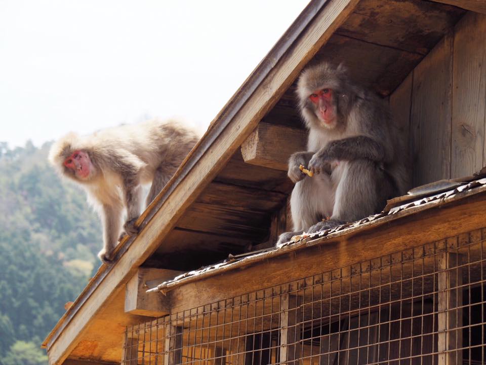 Visiting Iwatayama Monkey Park in Arashiyama Kyoto