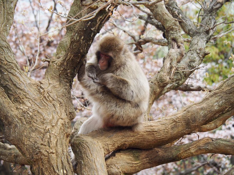 Visiting Iwatayama Monkey Park in Arashiyama Kyoto