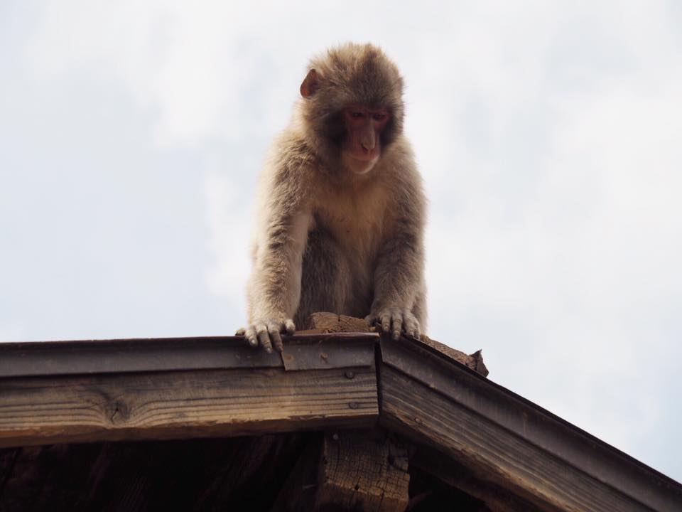 Visiting Iwatayama Monkey Park in Arashiyama Kyoto