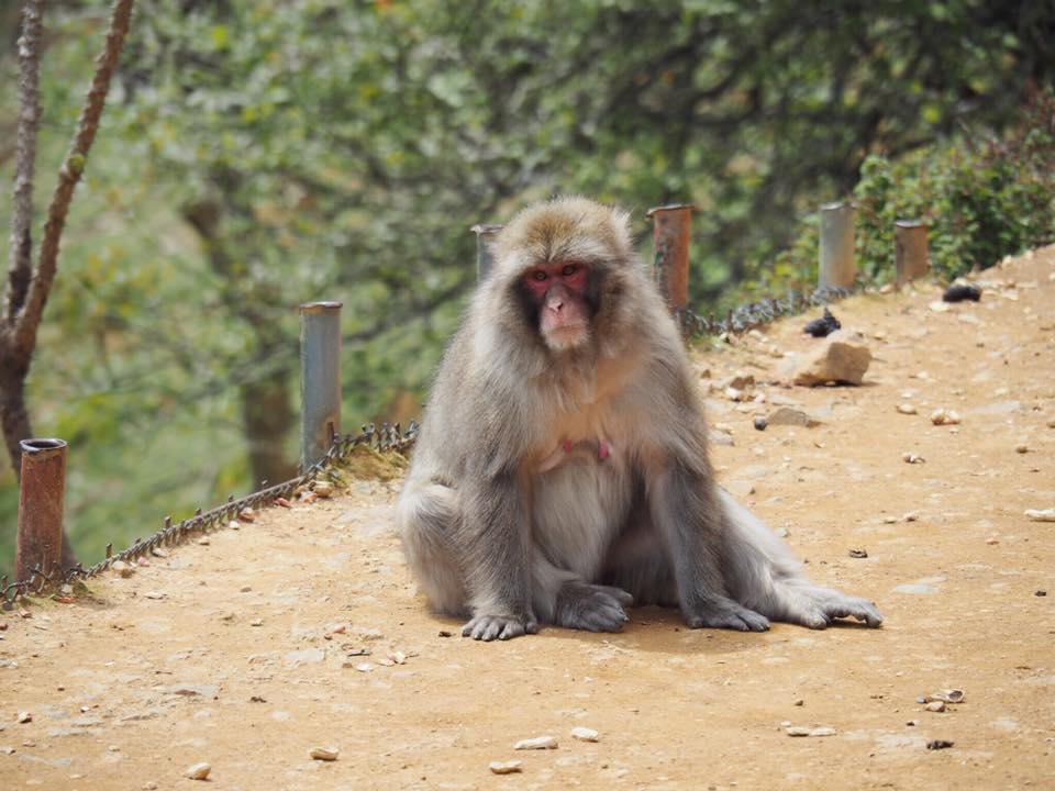 Visiting Iwatayama Monkey Park in Arashiyama Kyoto