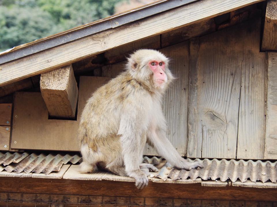 Visiting Iwatayama Monkey Park in Arashiyama Kyoto
