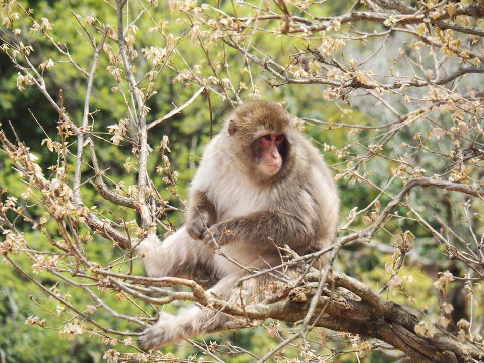 Visiting Iwatayama Monkey Park in Arashiyama Kyoto