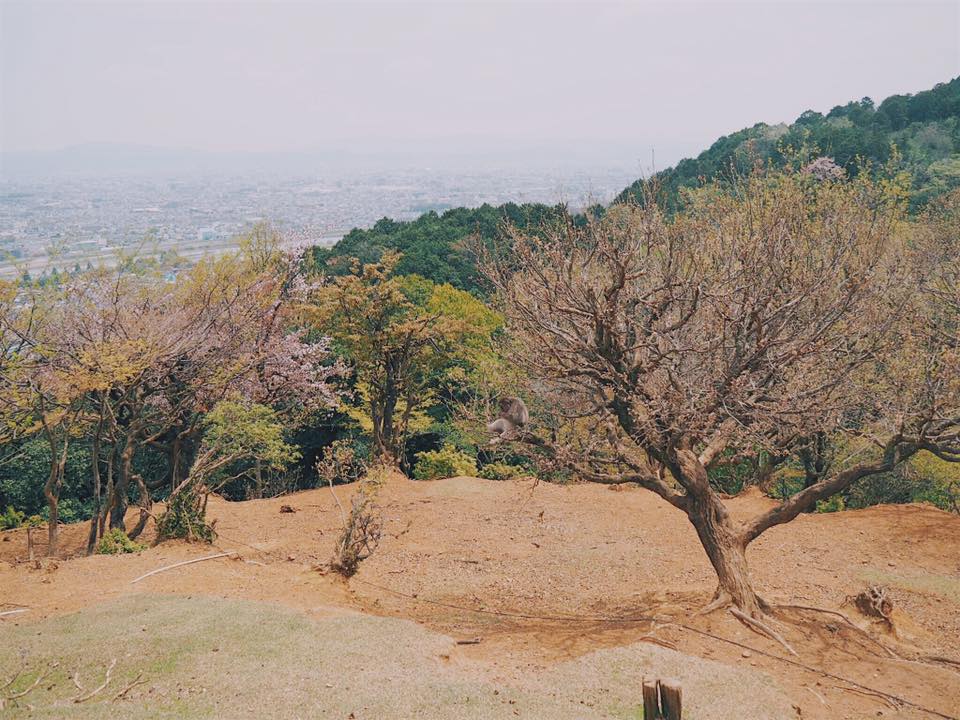 Visiting Iwatayama Monkey Park in Arashiyama Kyoto