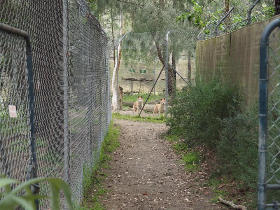 Bargo Dingo Sanctuary : Where to See Wild Dingoes in Australia