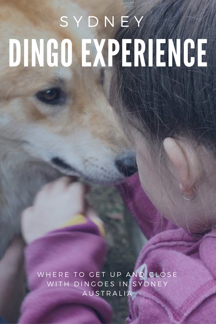 Bargo Dingo Sanctuary : Where to See Wild Dingoes in Australia