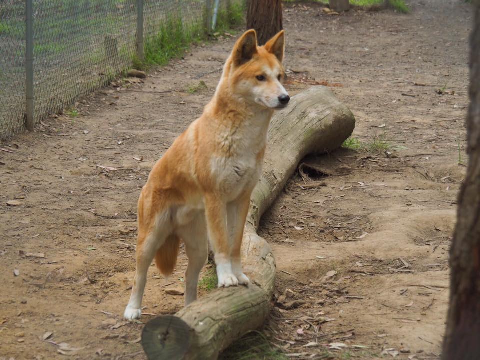 Bargo Dingo Sanctuary : Where to See Wild Dingoes in Australia - The ...