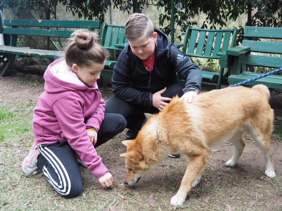 Bargo Dingo Sanctuary : Where to See Wild Dingoes in Australia