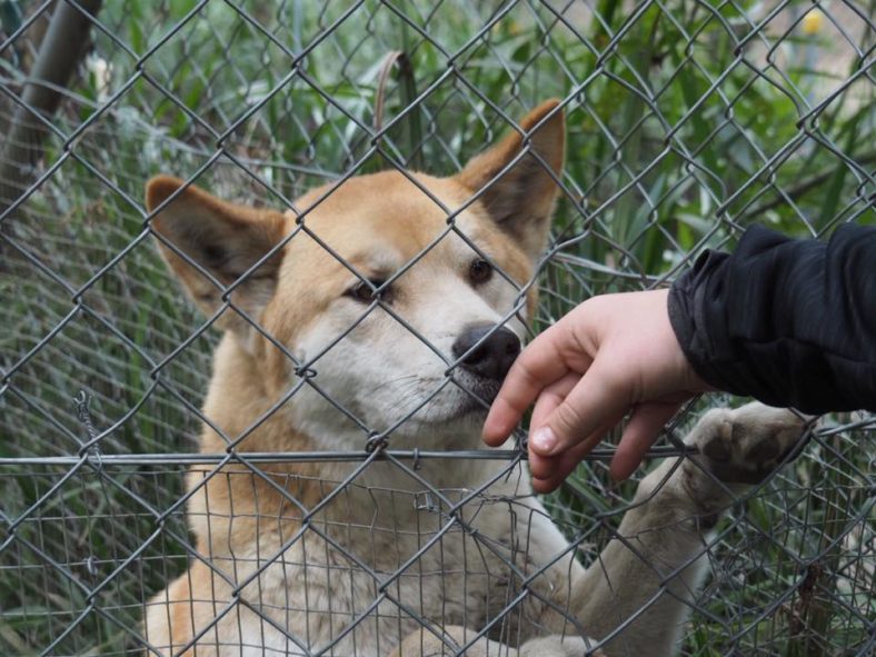 Bargo Dingo Sanctuary Where to See Wild Dingoes in Australia The Kid Bucket List