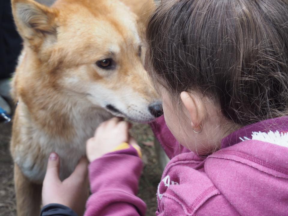 Bargo Dingo Sanctuary : Where to See Wild Dingoes in Australia