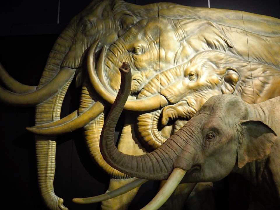 Australian Museum Welcomes Woolly Mammoth to Sydney