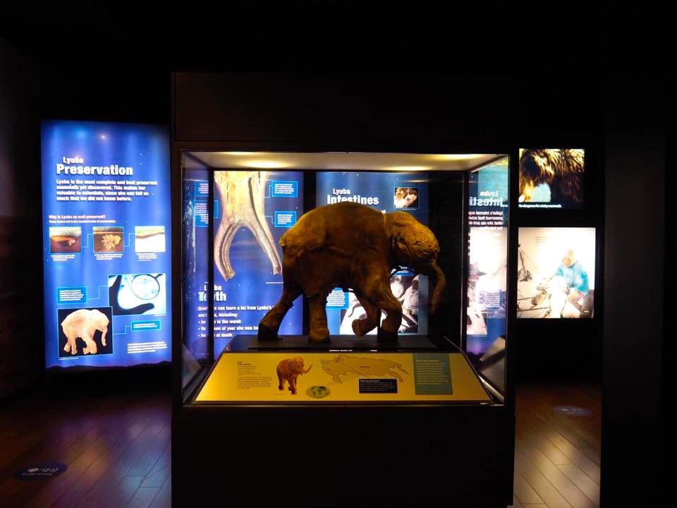 Australian Museum Welcomes Woolly Mammoth to Sydney