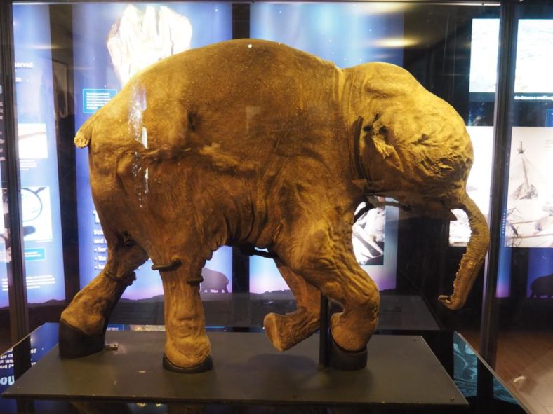 Australian Museum Welcomes Woolly Mammoth to Sydney - The Kid Bucket List