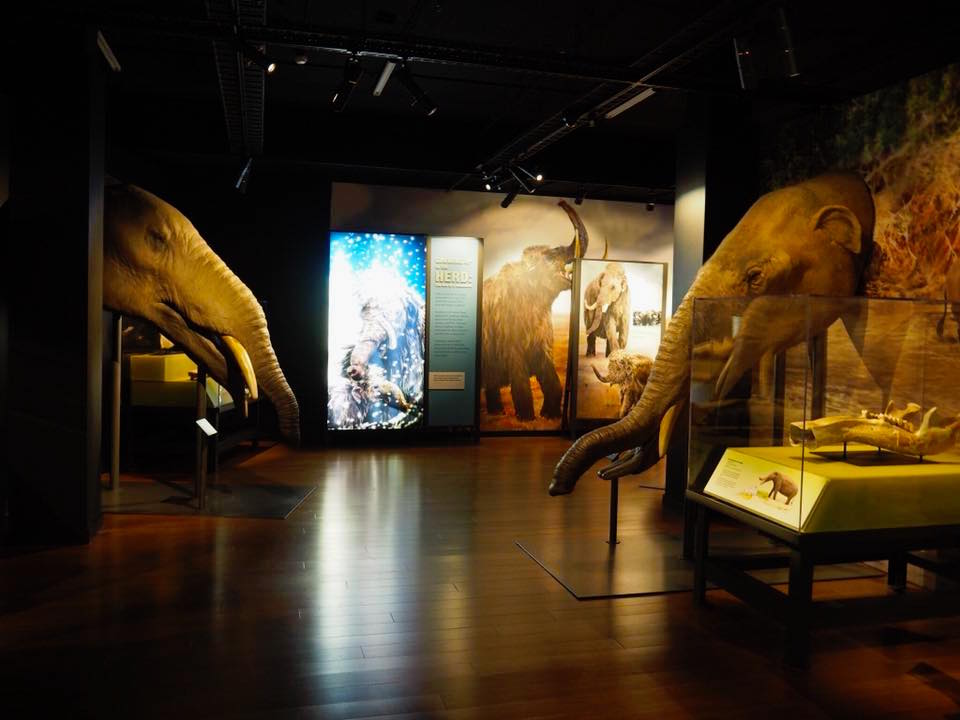 tyrannosaurus exhibition australian museum