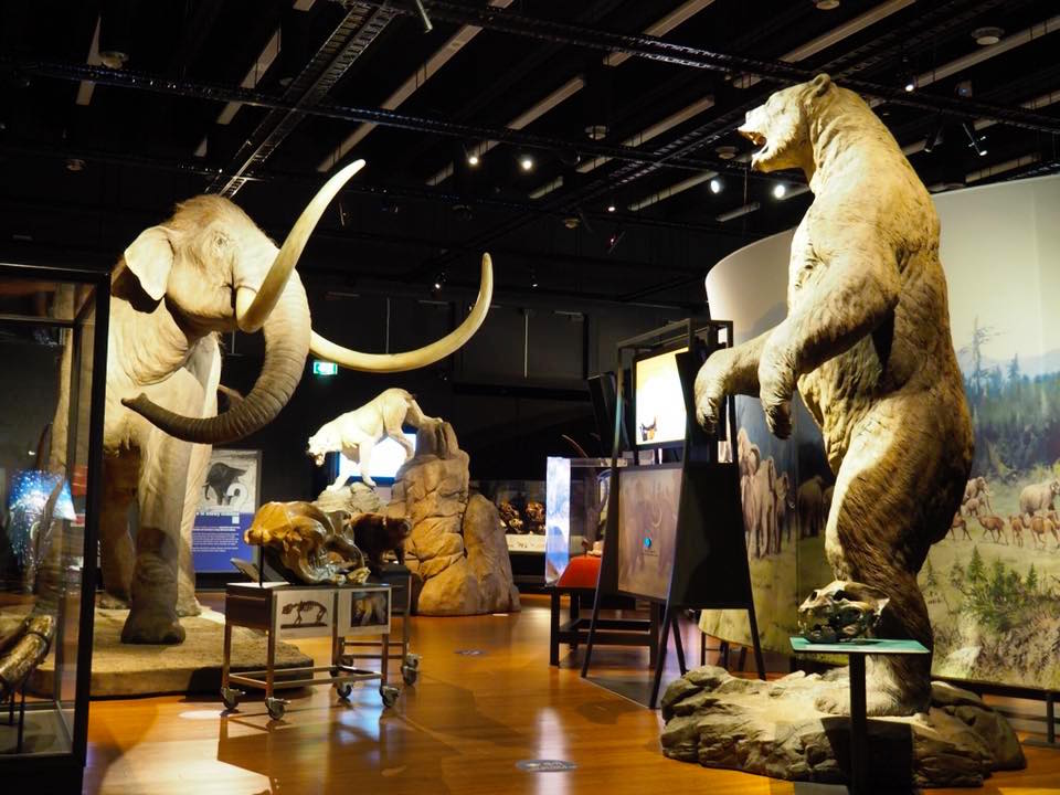 Australian Museum Welcomes Woolly Mammoth to Sydney