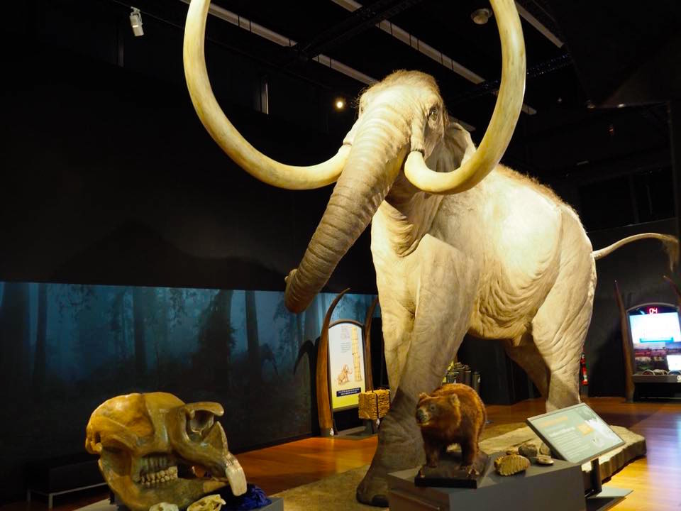 Australian Museum Welcomes Woolly Mammoth to Sydney