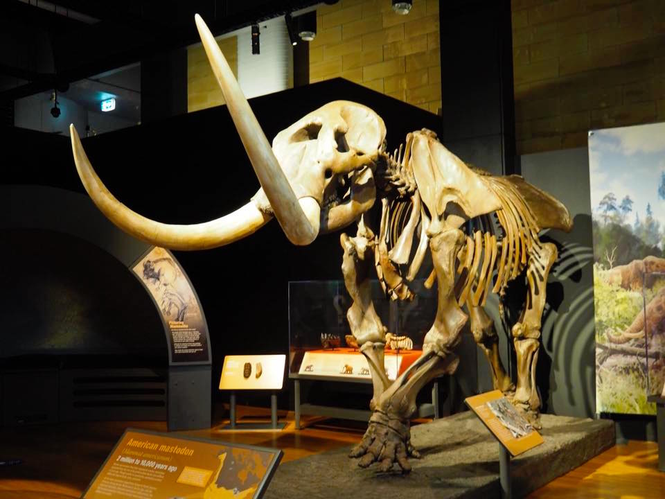 Australian Museum Welcomes Woolly Mammoth to Sydney