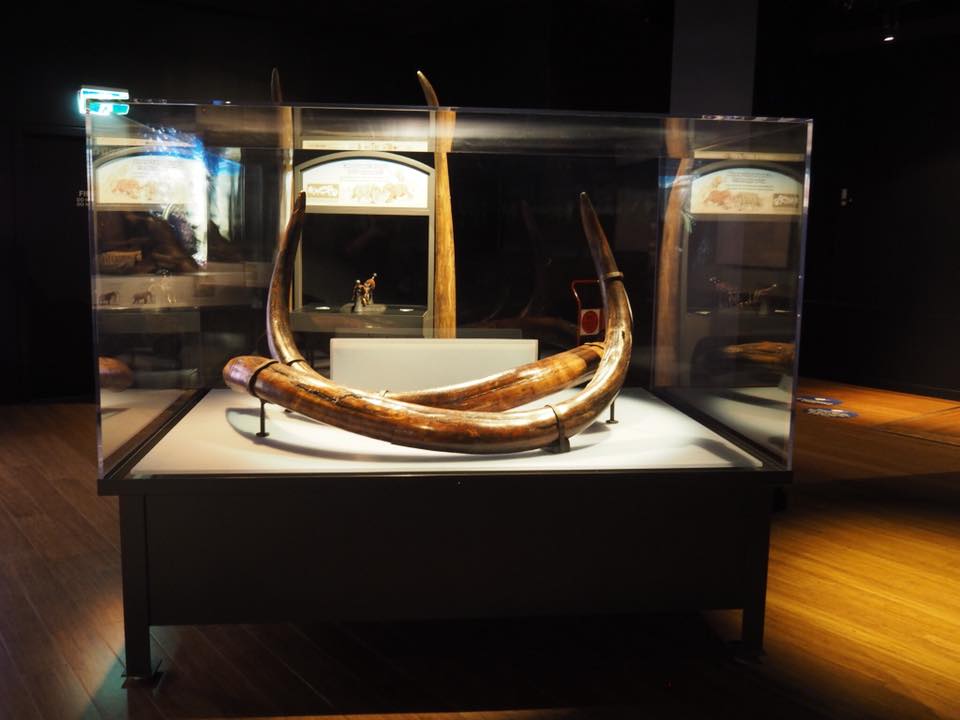 Australian Museum Welcomes Woolly Mammoth to Sydney