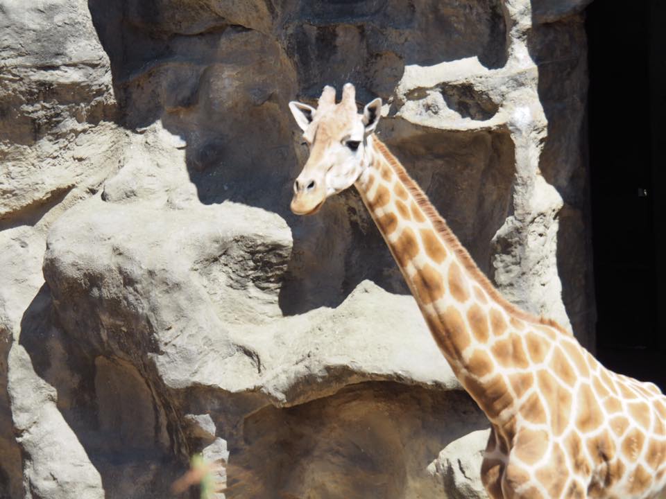 Australian Zoos and Wildlife Parks with Kids