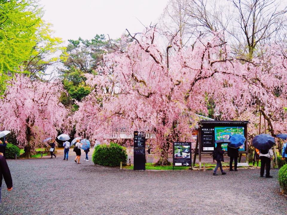 Cherry Blossom Season in Japan with Kids